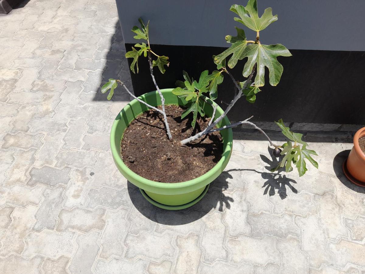 Kelpmeeu Self- Catering Apartments Swakopmund Exterior foto